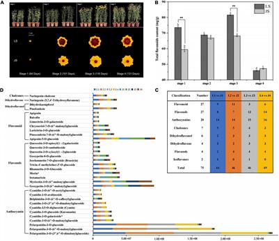 Comparison of Metabolome and Transcriptome of Flavonoid Biosynthesis in Two Colors of Coreopsis tinctoria Nutt.